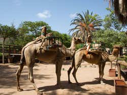 Camellos del parque