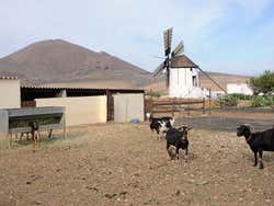Cabras de Fuerteventura