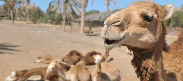 Entrada a Oasis Wildlife Fuerteventura